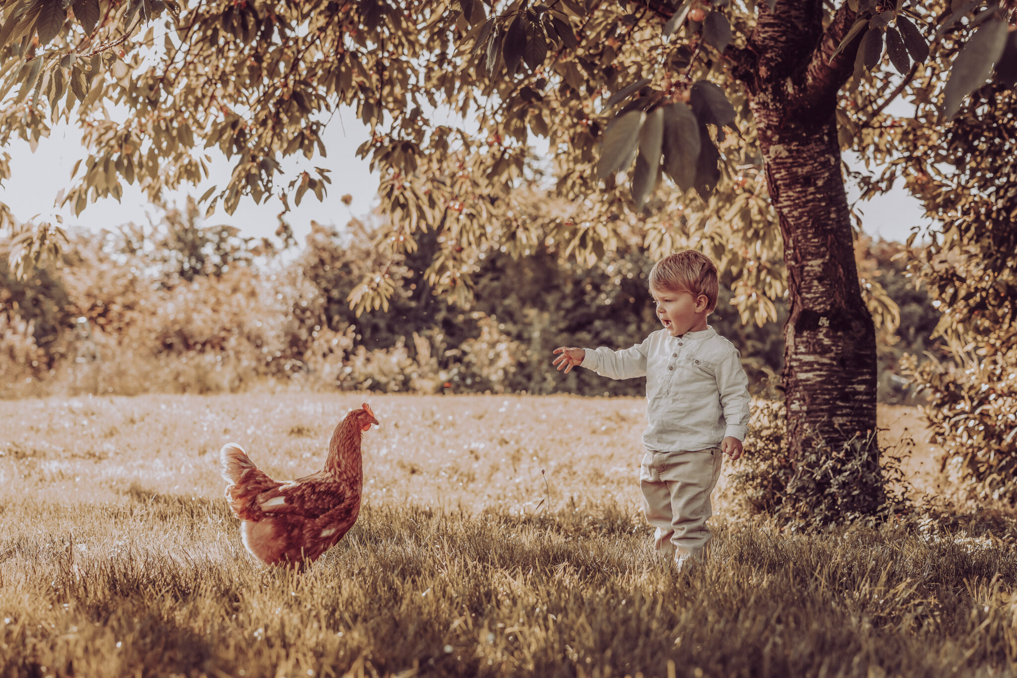 photo d'un enfant avec poule
