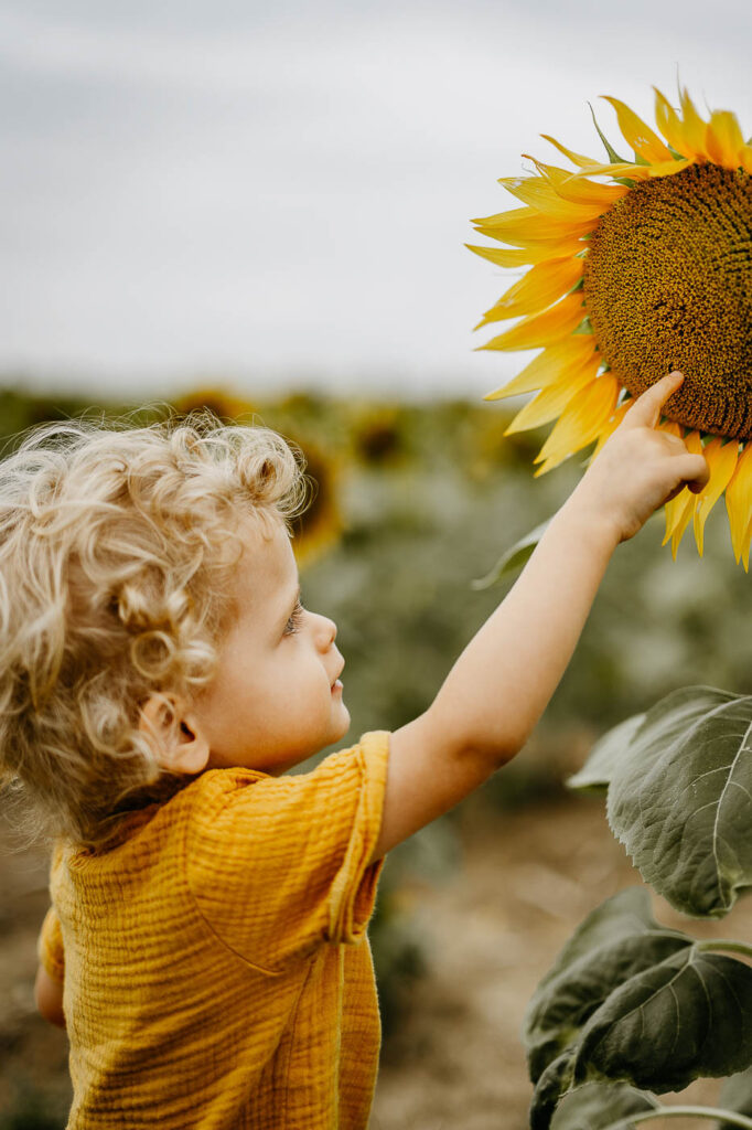 Découverte des tournesols