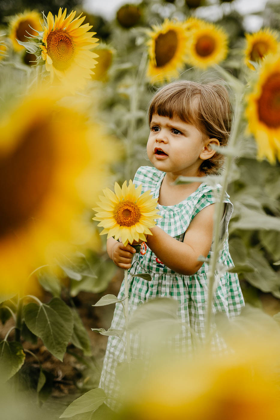 shooting photo dans les tournesols