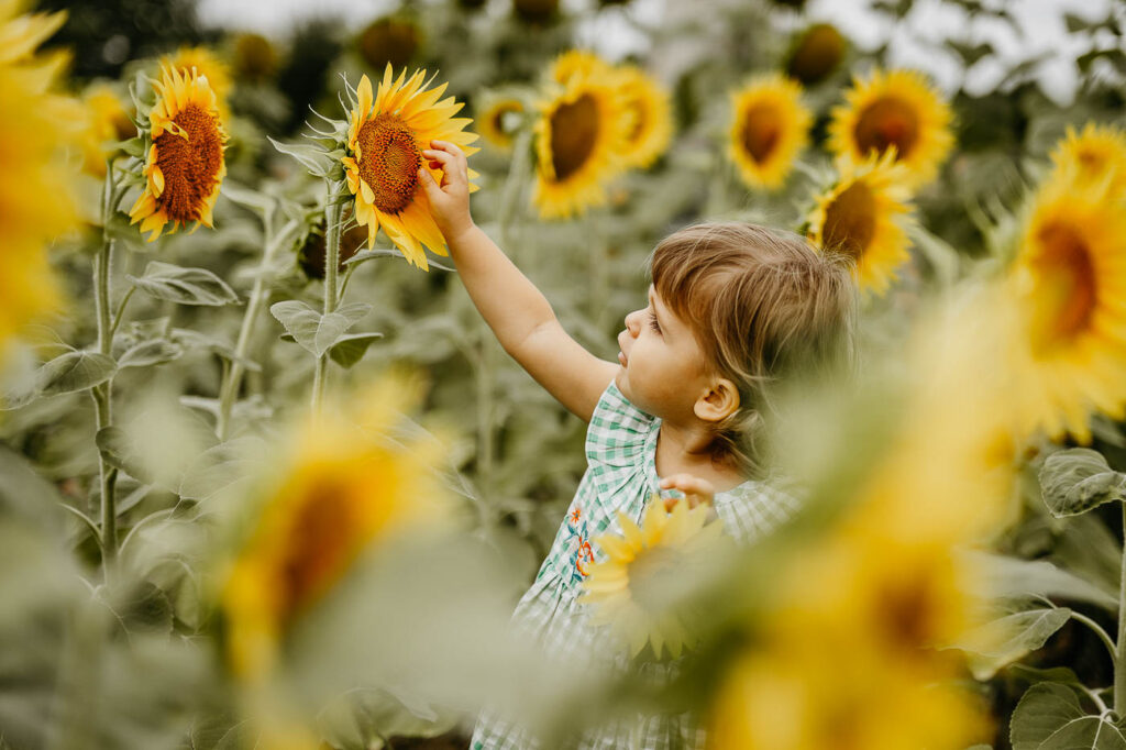 Séance photo enfant avec tournesols