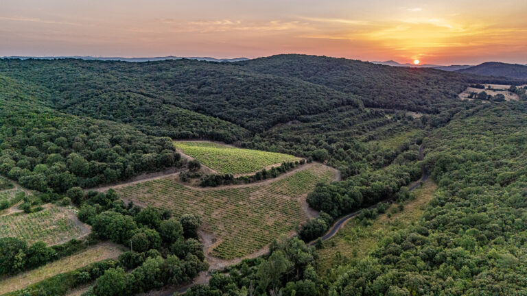Photographe Drone Vignoble